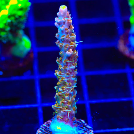 CC Voodoo Majick Acropora Coral