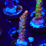 CC Voodoo Majick Acropora Coral