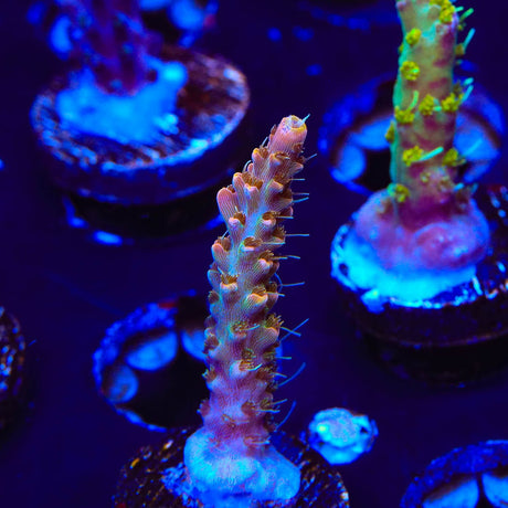 CC Voodoo Majick Acropora Coral