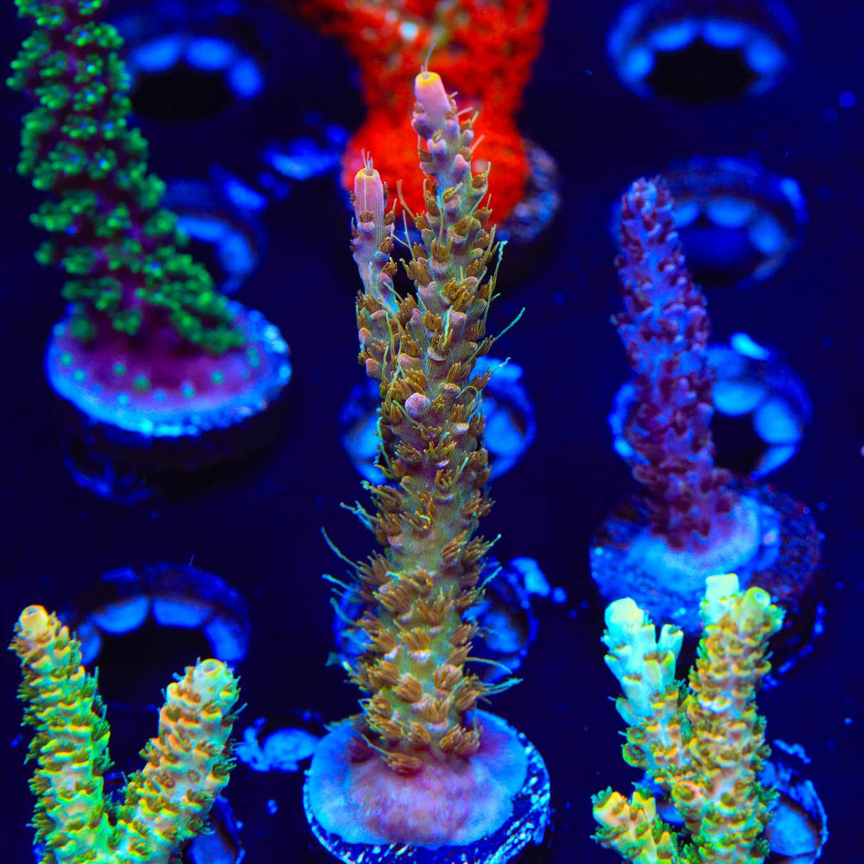 CC Voodoo Majick Acropora Coral
