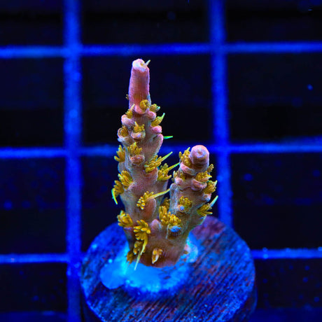 CC Voodoo Majick Acropora Coral