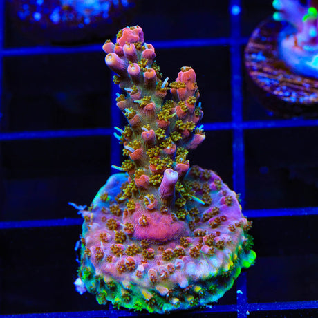CC Voodoo Majick Acropora Coral