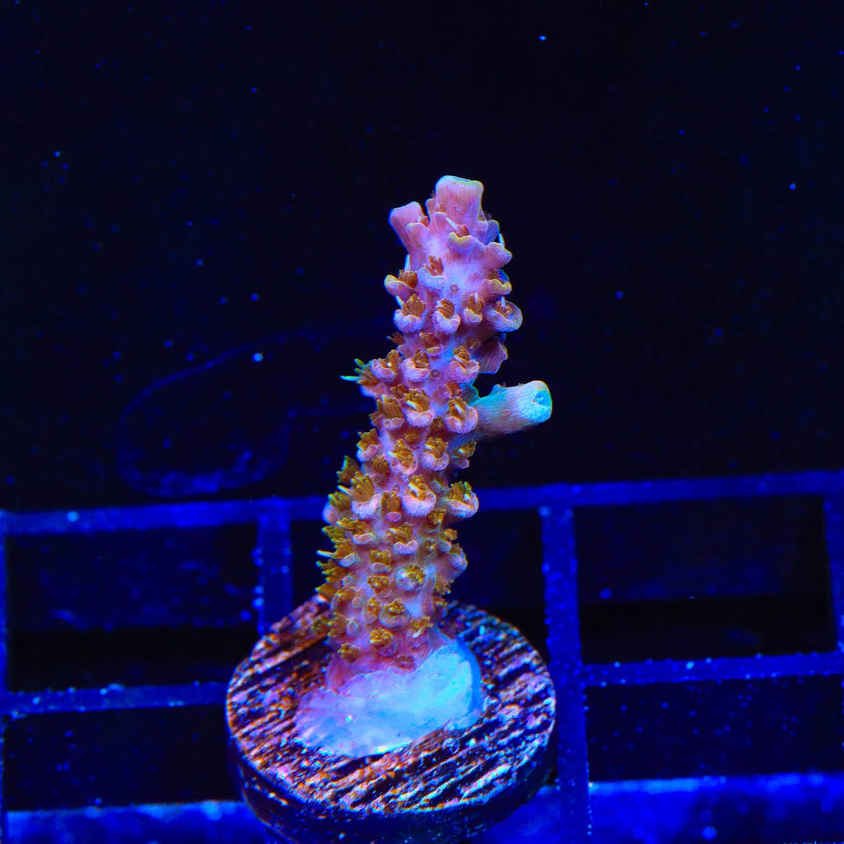 CC Voodoo Majick Acropora Coral