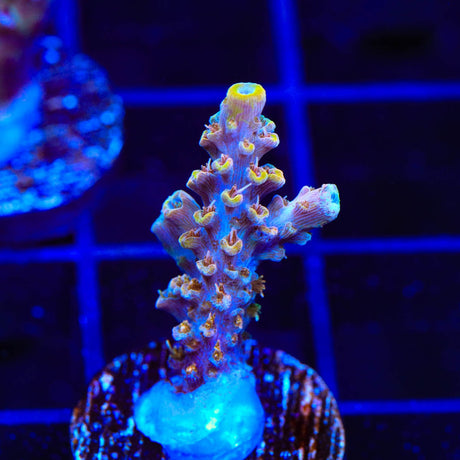 CC Voodoo Majick Acropora Coral