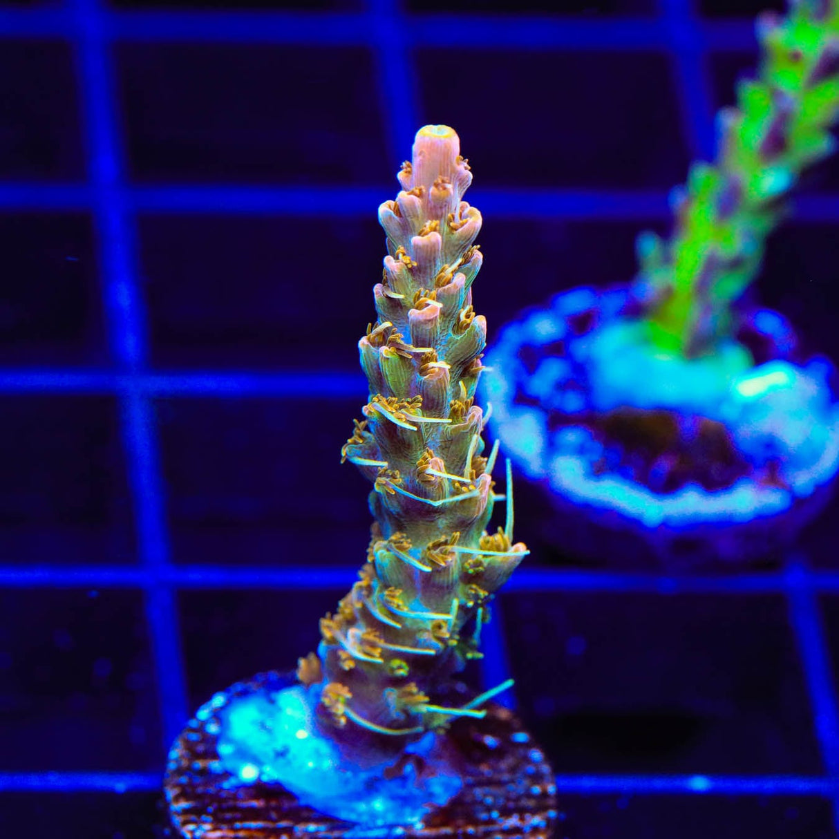 CC Voodoo Majick Acropora Coral