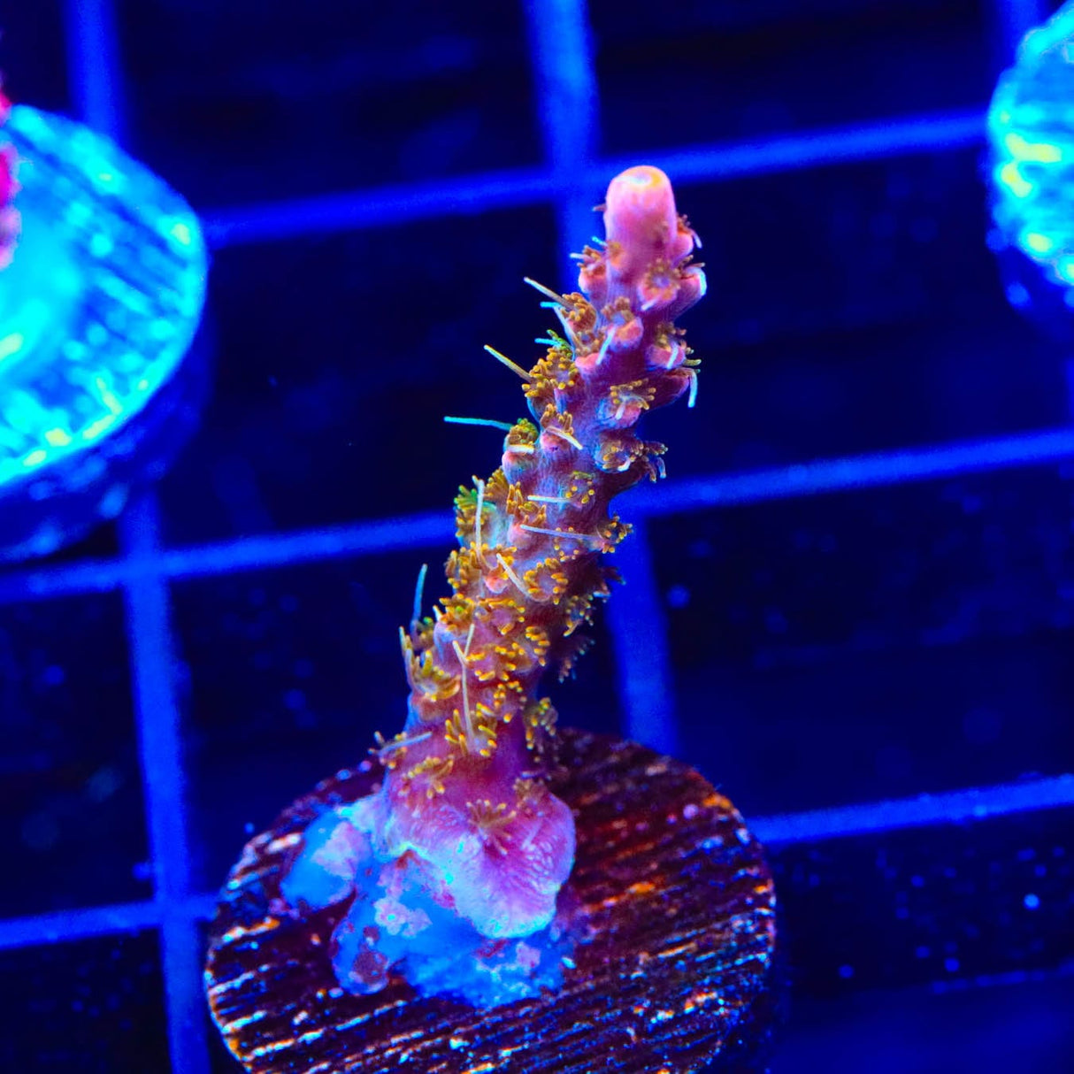 CC Voodoo Majick Acropora Coral