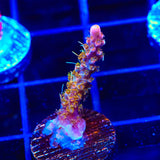 CC Voodoo Majick Acropora Coral