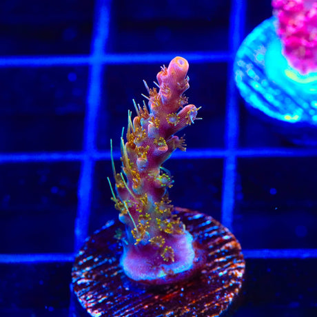 CC Voodoo Majick Acropora Coral