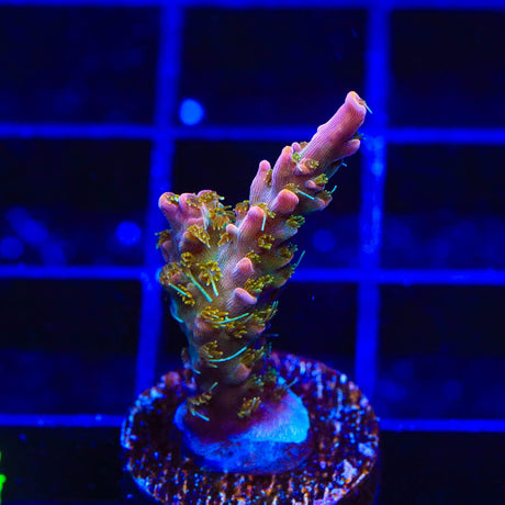 CC Voodoo Majick Acropora Coral