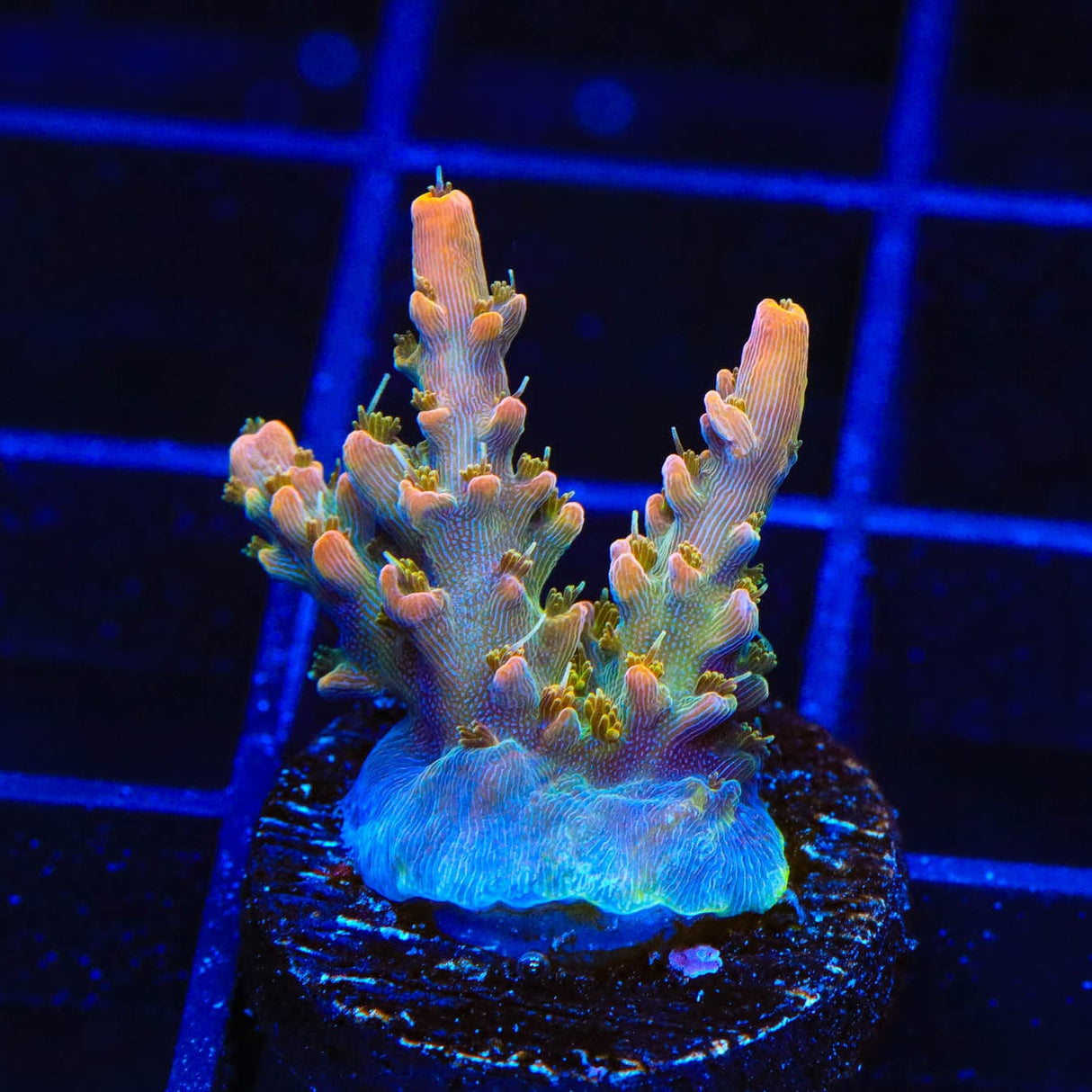 CC Voodoo Majick Acropora Coral
