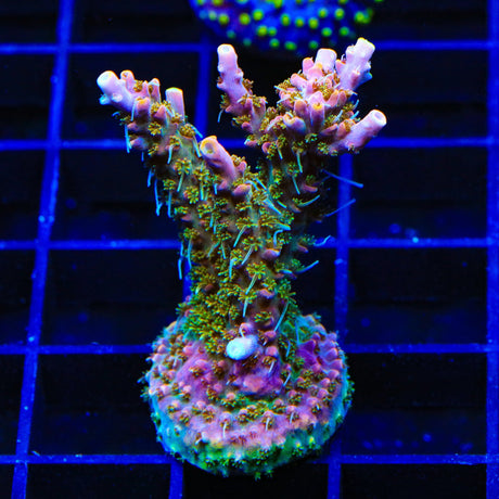 CC Voodoo Majick Acropora Coral