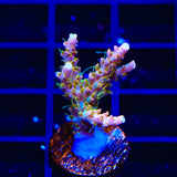 CC Voodoo Majick Acropora Coral