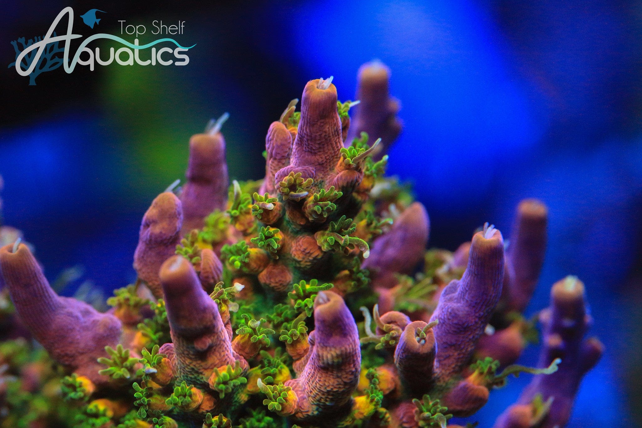 CC Voodoo Majick Acropora Coral – Top Shelf Aquatics