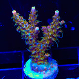 CC Voodoo Majick Acropora Coral