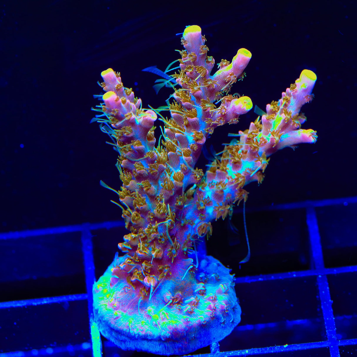 CC Voodoo Majick Acropora Coral