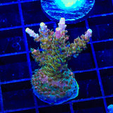 CC Voodoo Majick Acropora XL Frag Coral