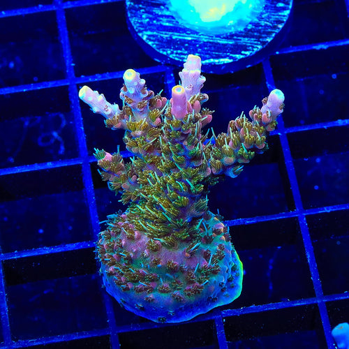 CC Voodoo Majick Acropora XL Frag Coral