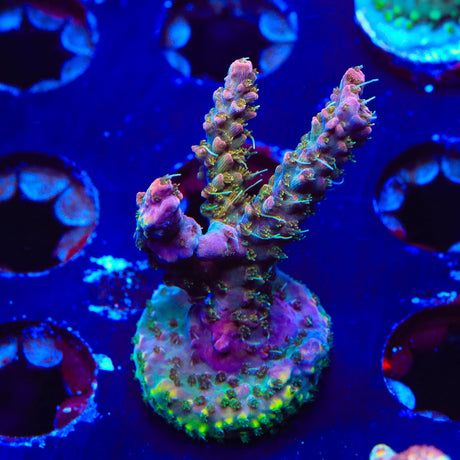 CC Voodoo Majick Acropora XL Frag Coral