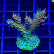 CC Voodoo Majick Acropora XL Frag Coral