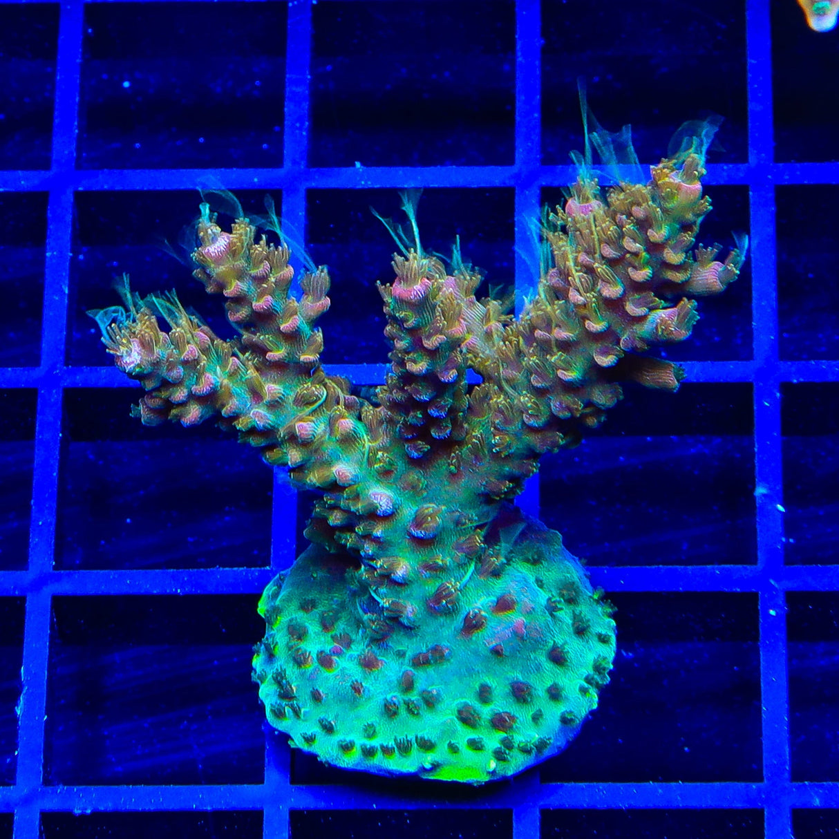 CC Voodoo Majick Acropora XL Frag Coral