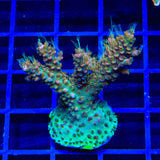 CC Voodoo Majick Acropora XL Frag Coral