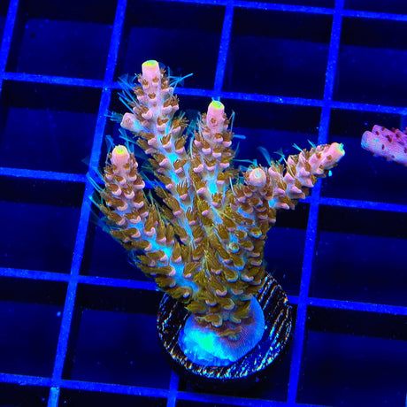 CC Voodoo Majick Acropora XL Frag Coral