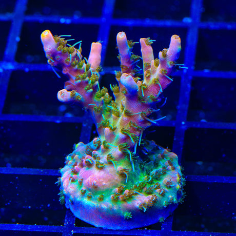 CC Voodoo Majick Acropora XL Frag Coral