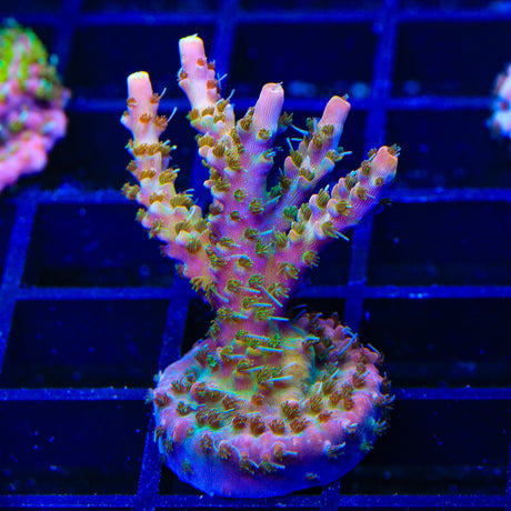 CC Voodoo Majick Acropora XL Frag Coral