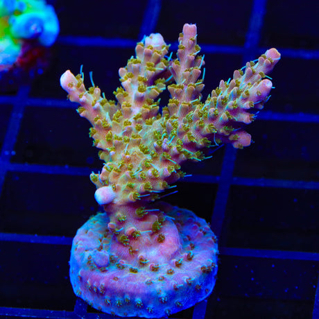 CC Voodoo Majick Acropora XL Frag Coral