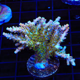 CC Voodoo Majick Acropora XL Frag Coral