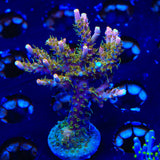 CC Voodoo Majick Acropora XL Frag Coral