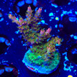 CC Voodoo Majick Acropora XL Frag Coral
