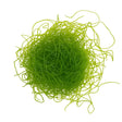 Chaetomorpha Macroalgae
