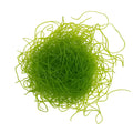 Chaetomorpha Macroalgae