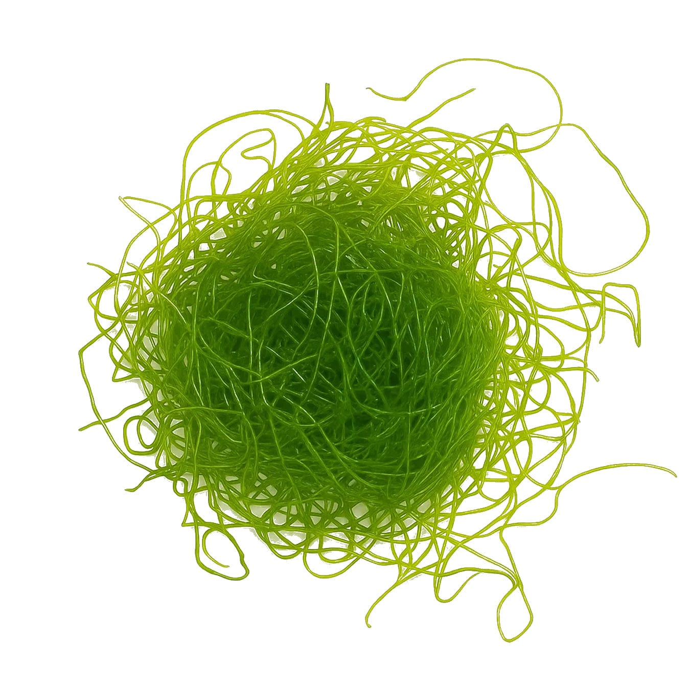 Chaetomorpha Macroalgae