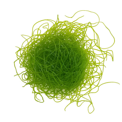 Chaetomorpha Macroalgae
