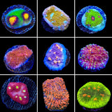 Chalice 3 Coral Frag Pack