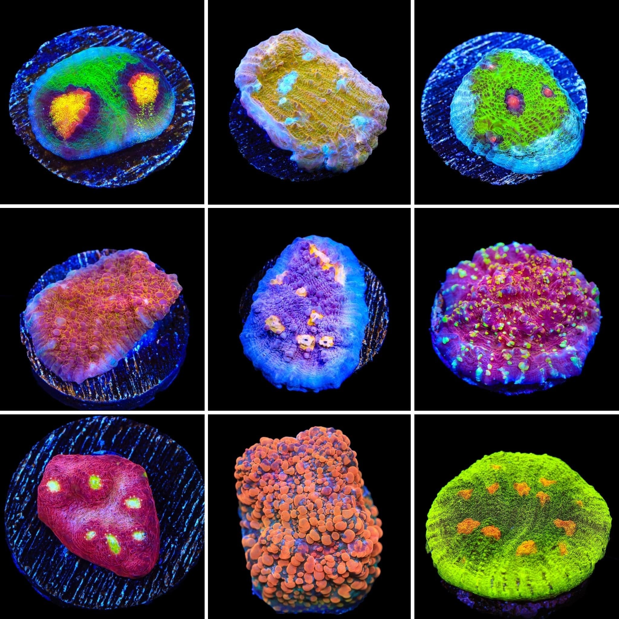 Chalice 3 Coral Frag Pack