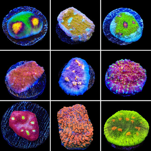 Chalice 3 Coral Frag Pack
