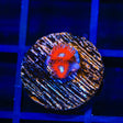 Charmander Zoanthids