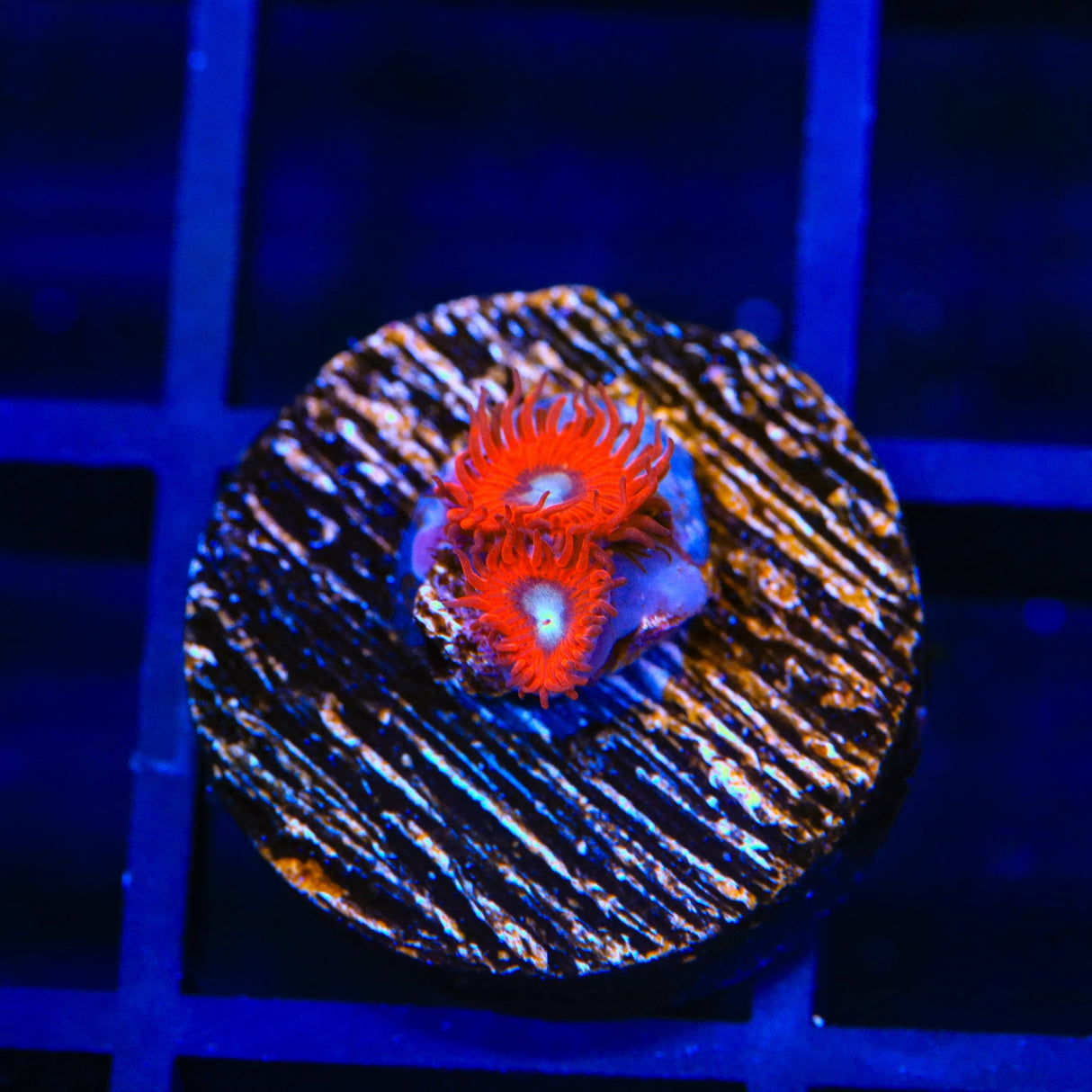 Charmander Zoanthids
