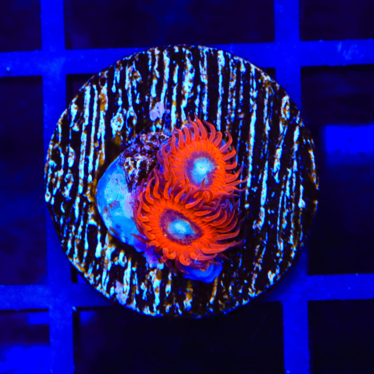 Charmander Zoanthids Coral