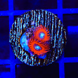 Charmander Zoanthids Coral