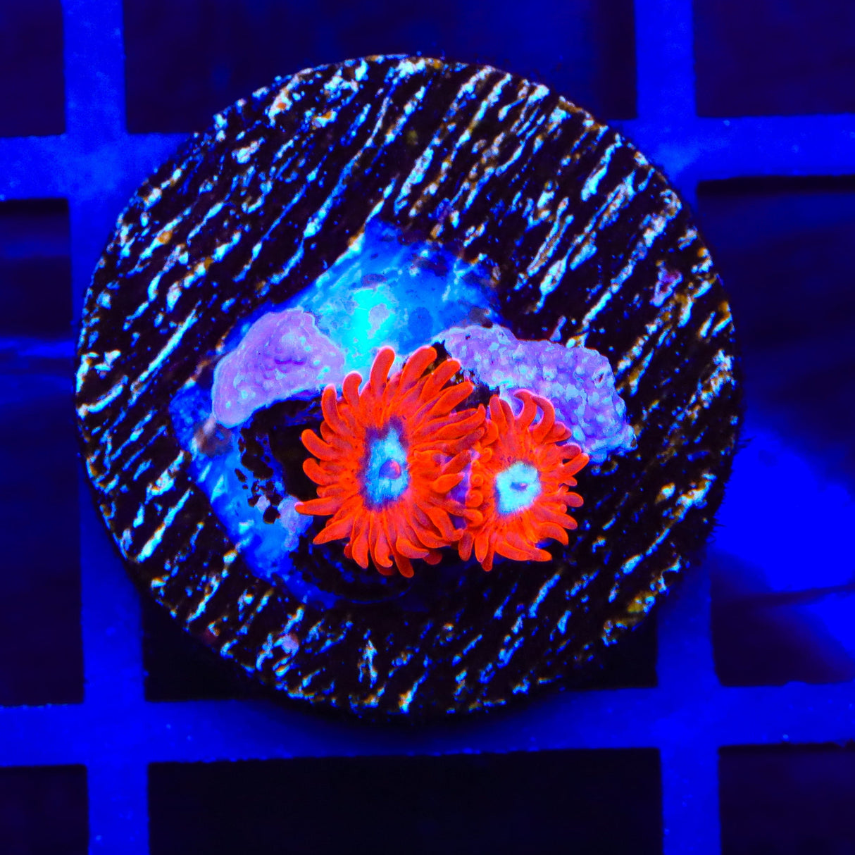 Charmander Zoanthids Coral