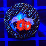 Charmander Zoanthids Coral