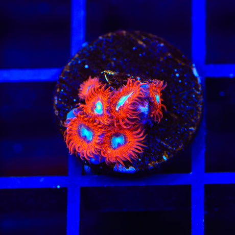 Charmander Zoanthids Coral