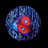 Charmander Zoanthids Coral