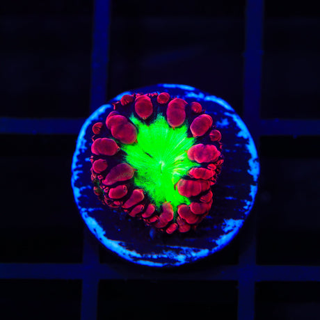 Cherry Blastomussa Coral