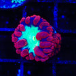 Cherry Blastomussa Coral