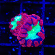 Cherry Blastomussa Coral